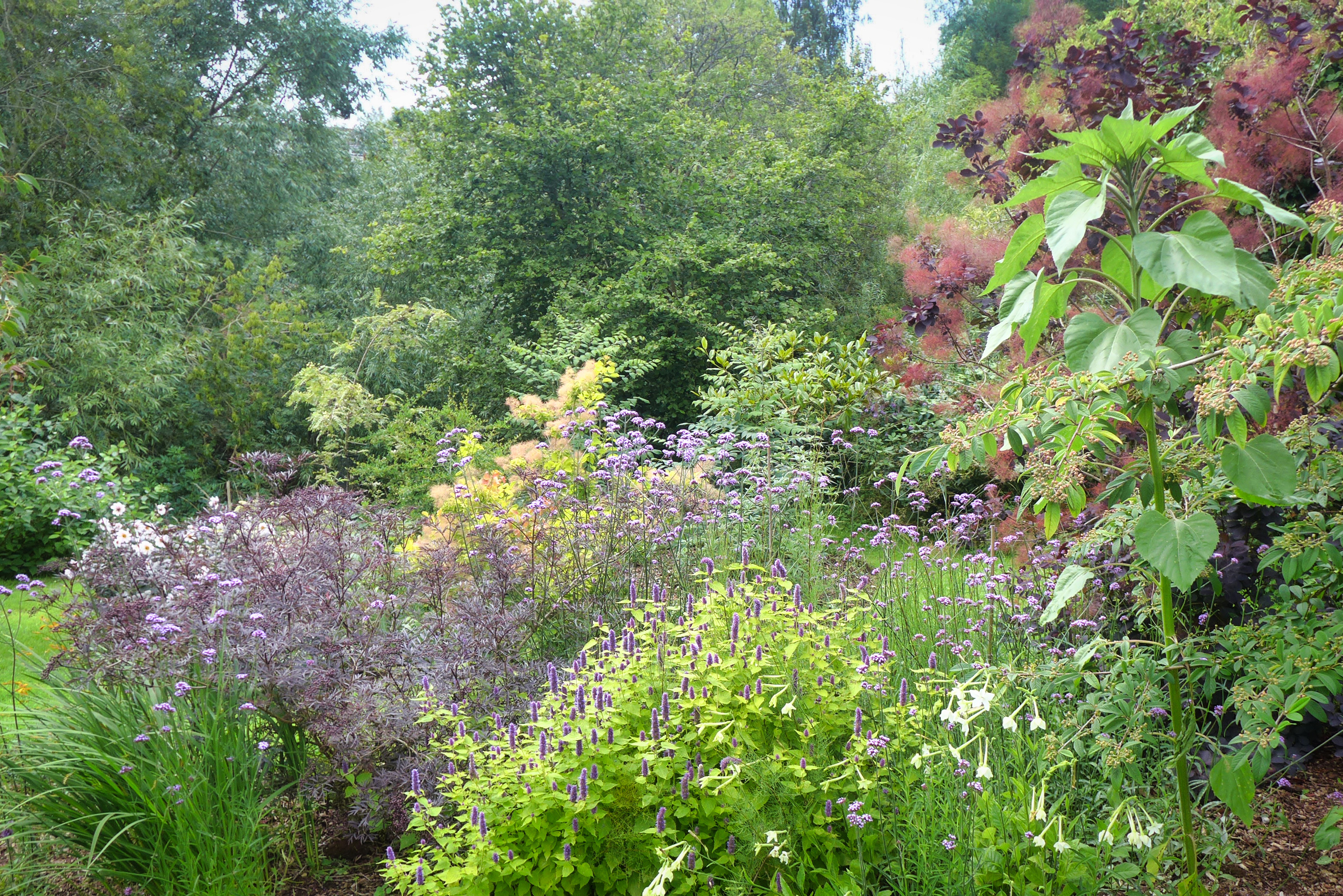  Burgeoning growth after the rain 