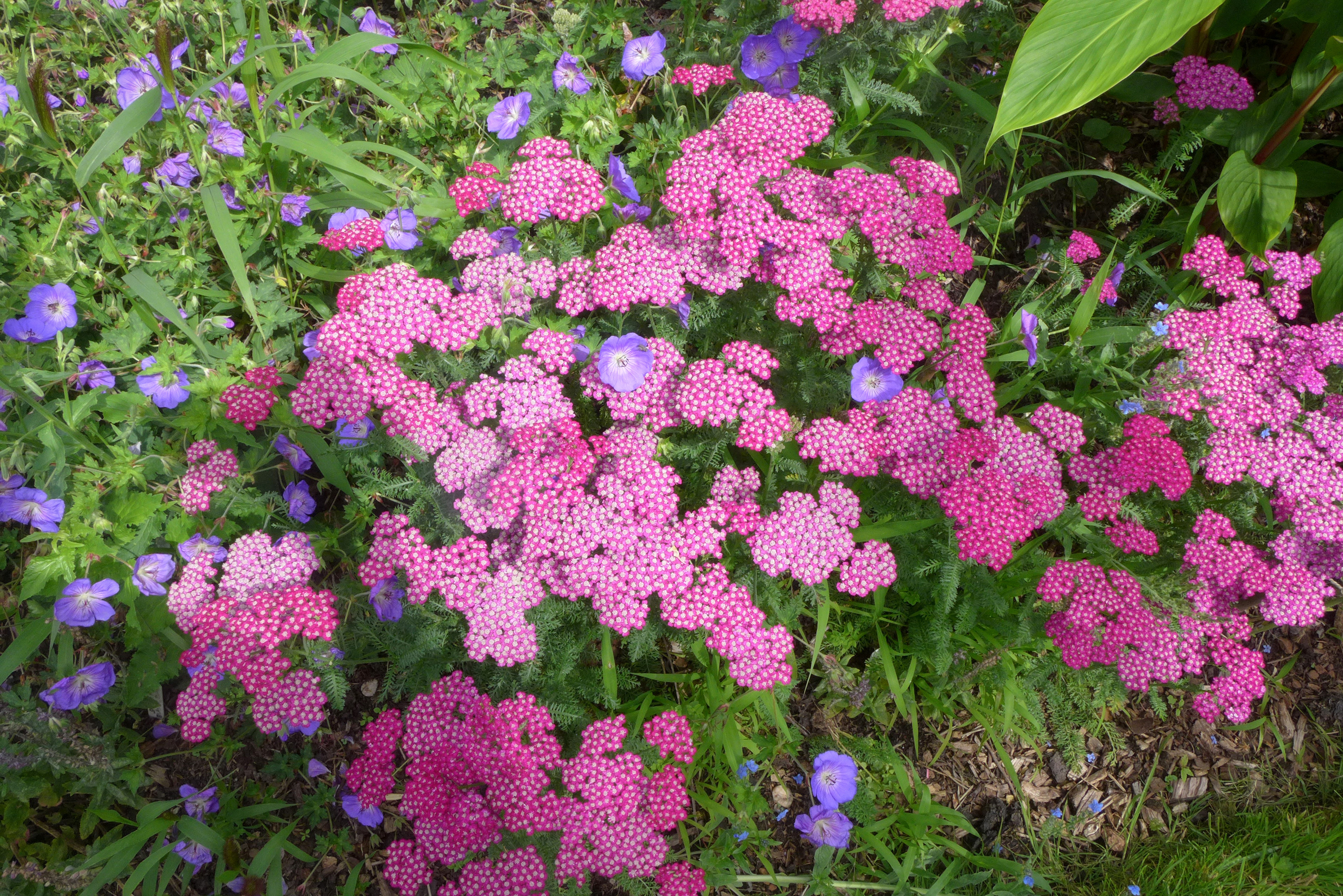  Achillea Cerise Queen (Yarrow) 