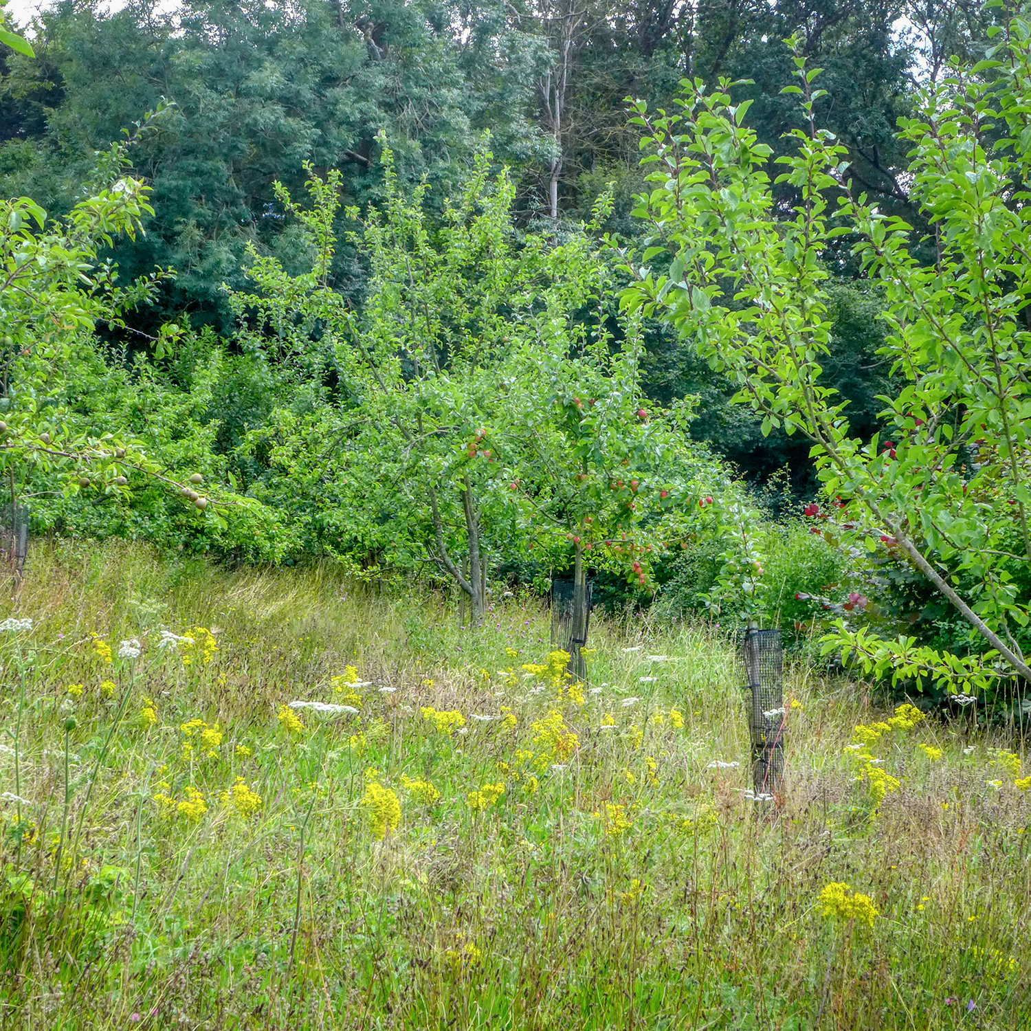  Orchard ready for the hay cut 