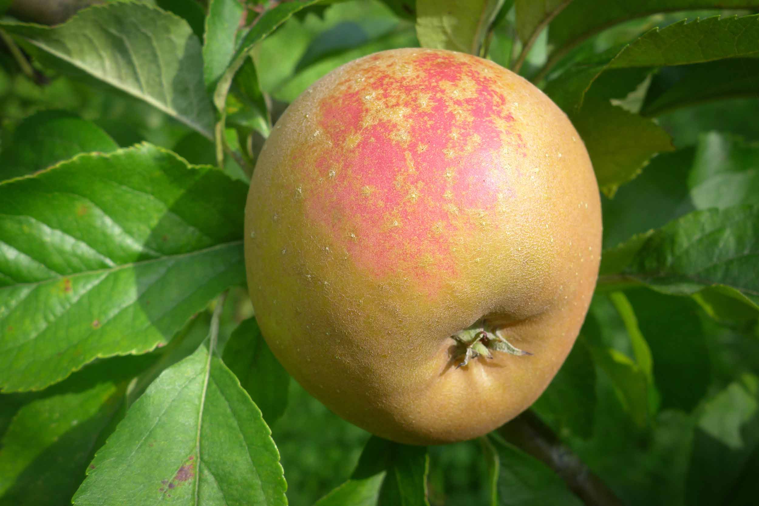  Russet apple almost ready to eat 