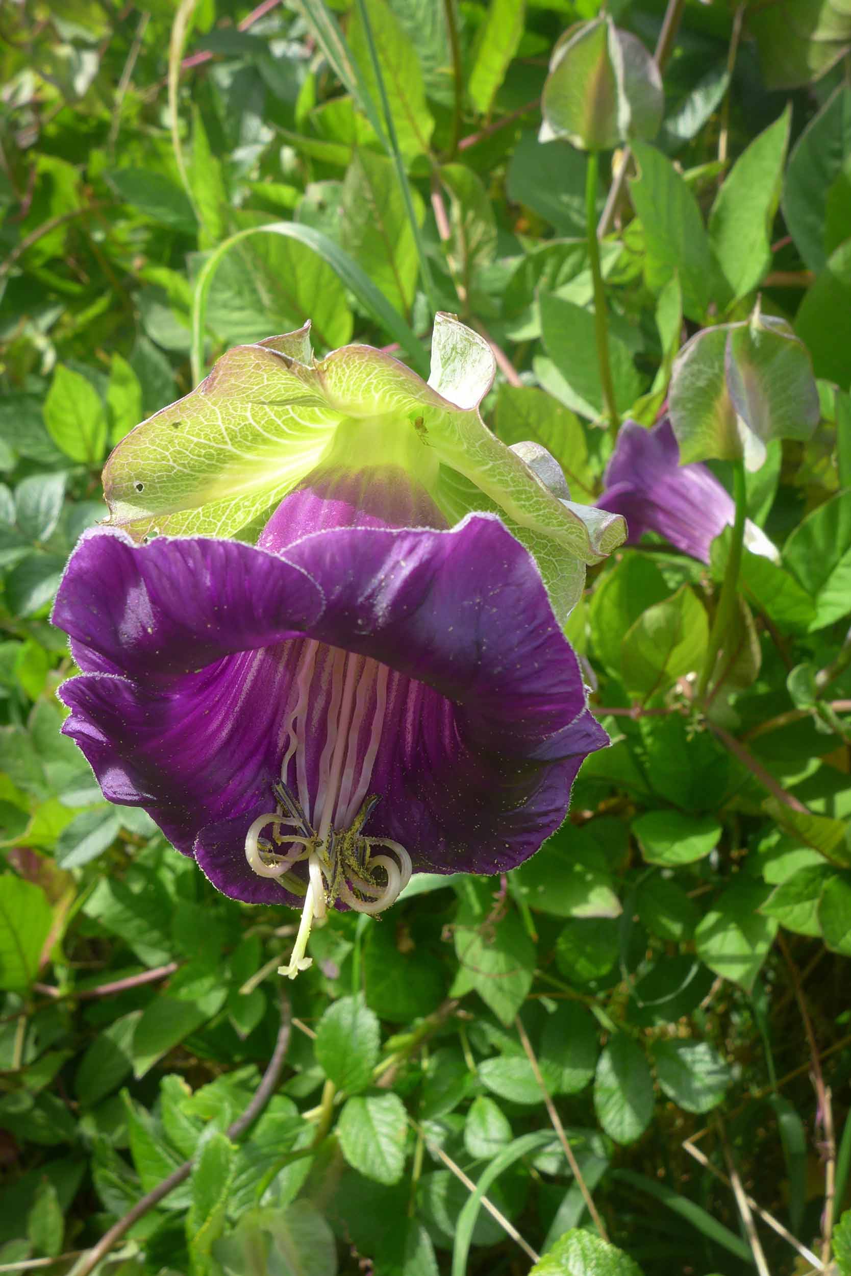  Cobea scandens 