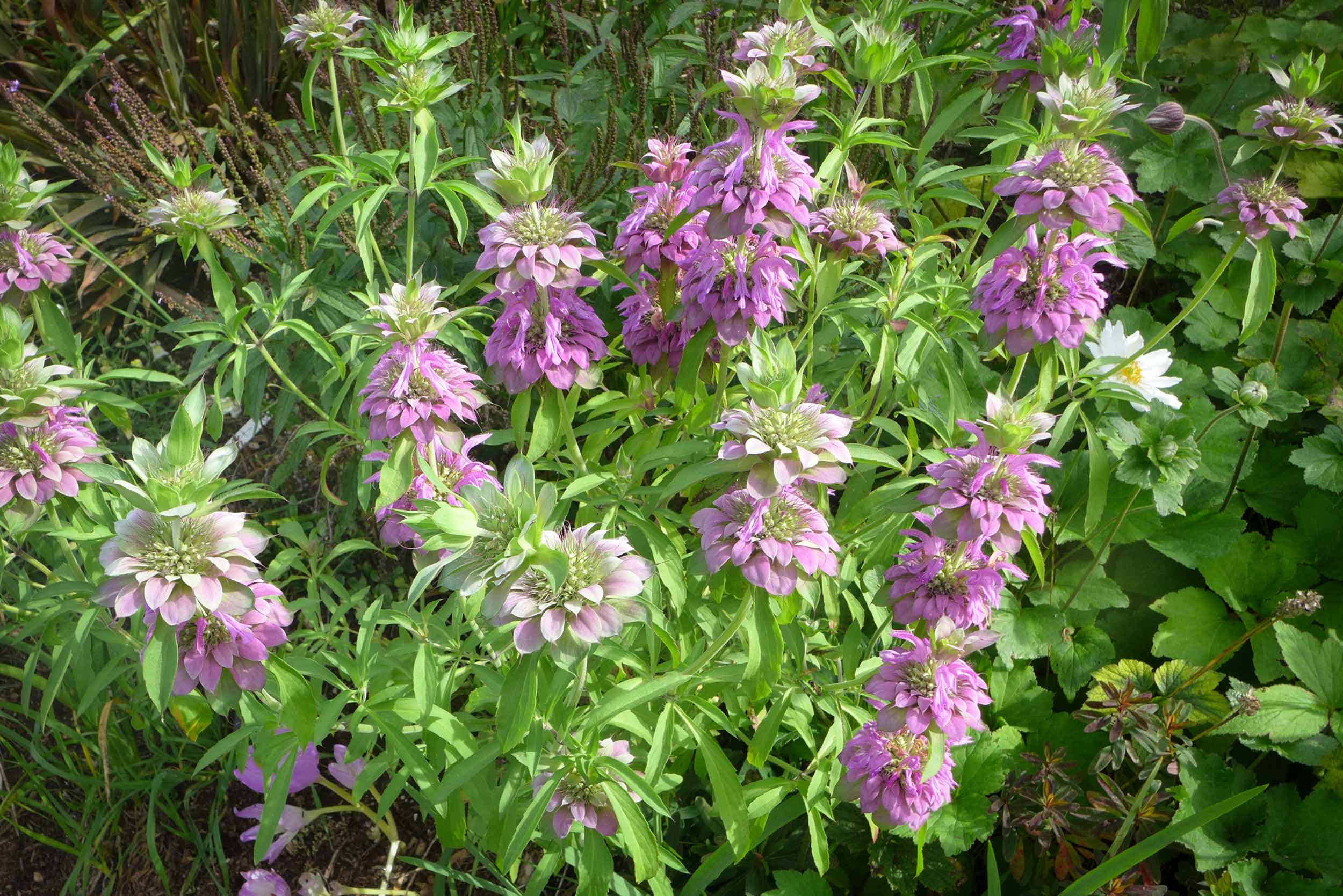  Monarda lambada 