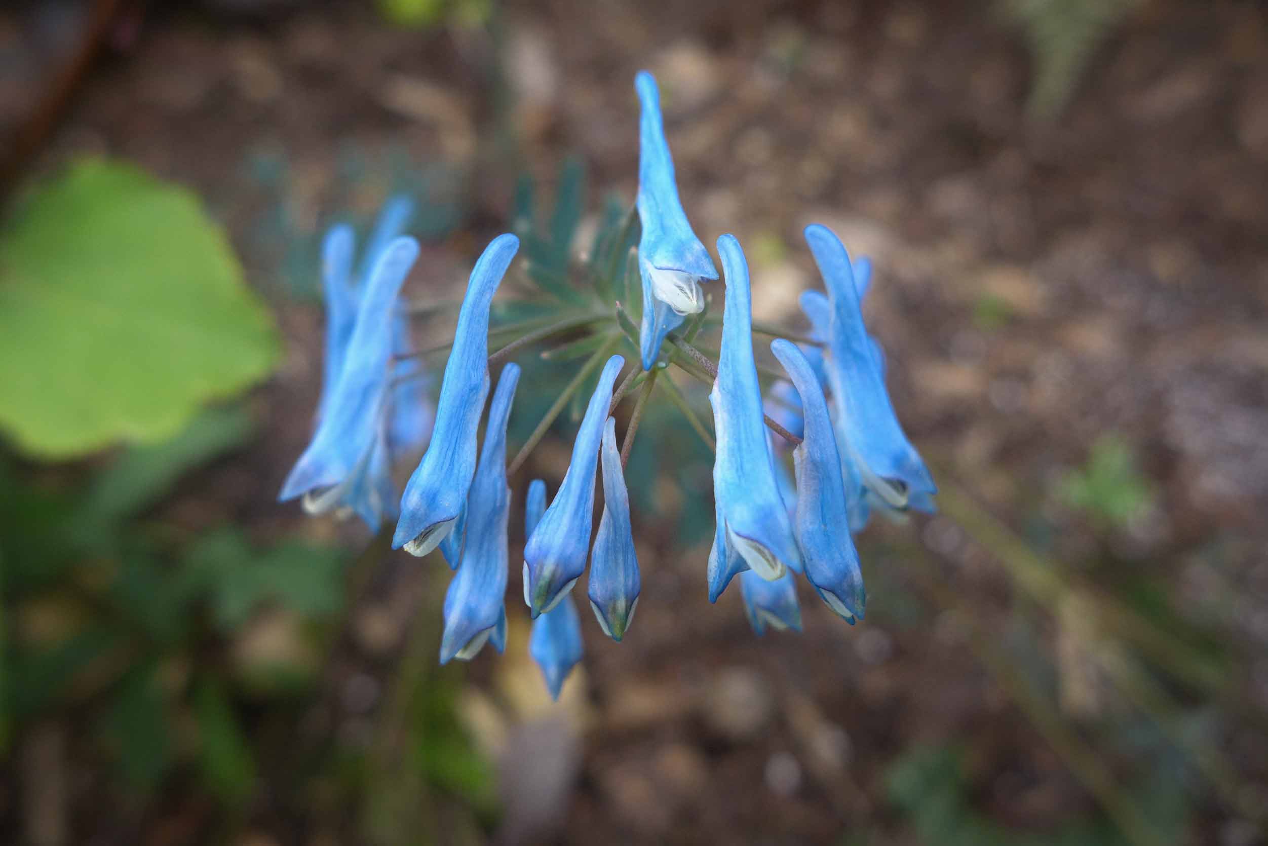  Corydalis flexuosa 'Porcelain Blue' 