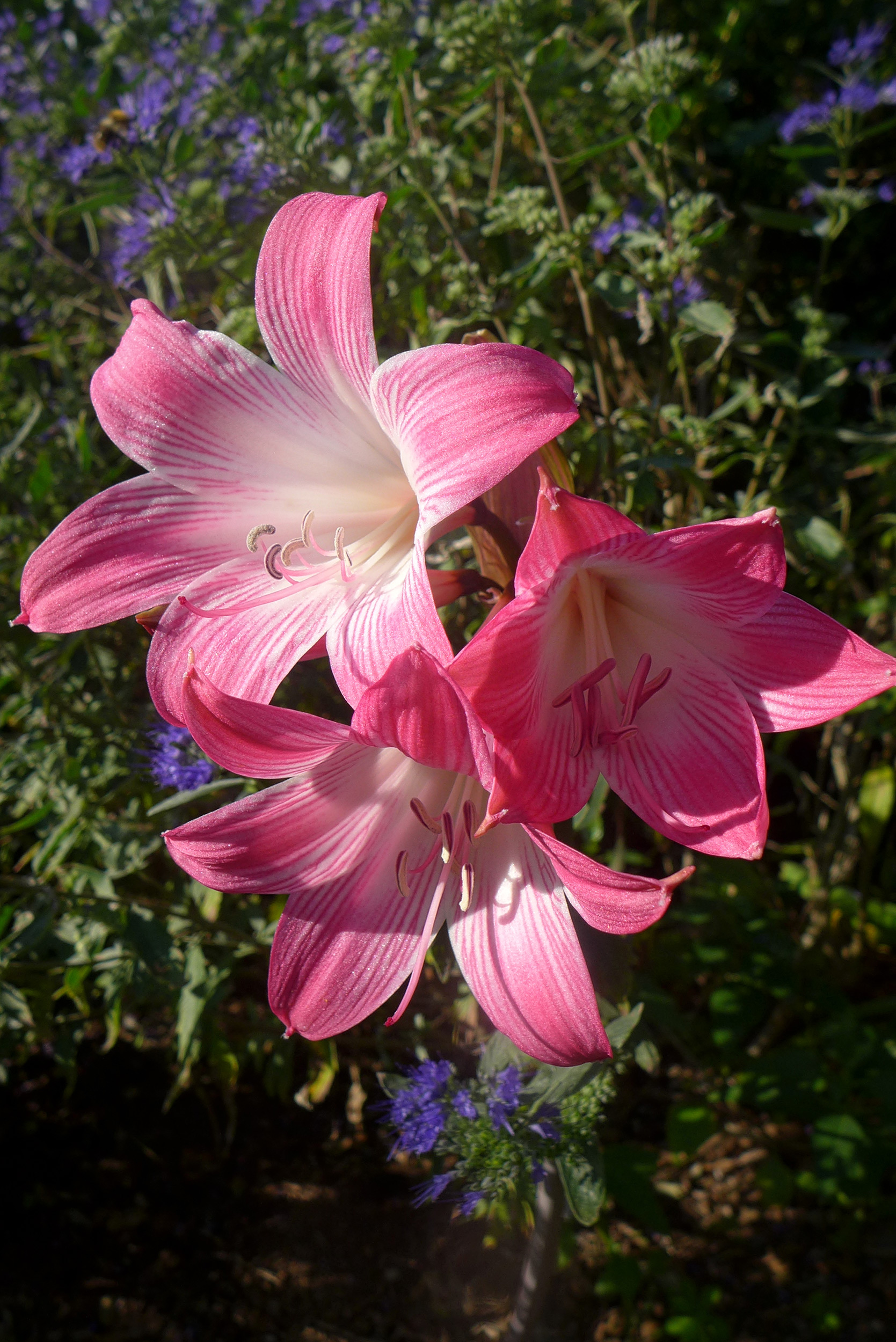  Amaryllis belladonna 