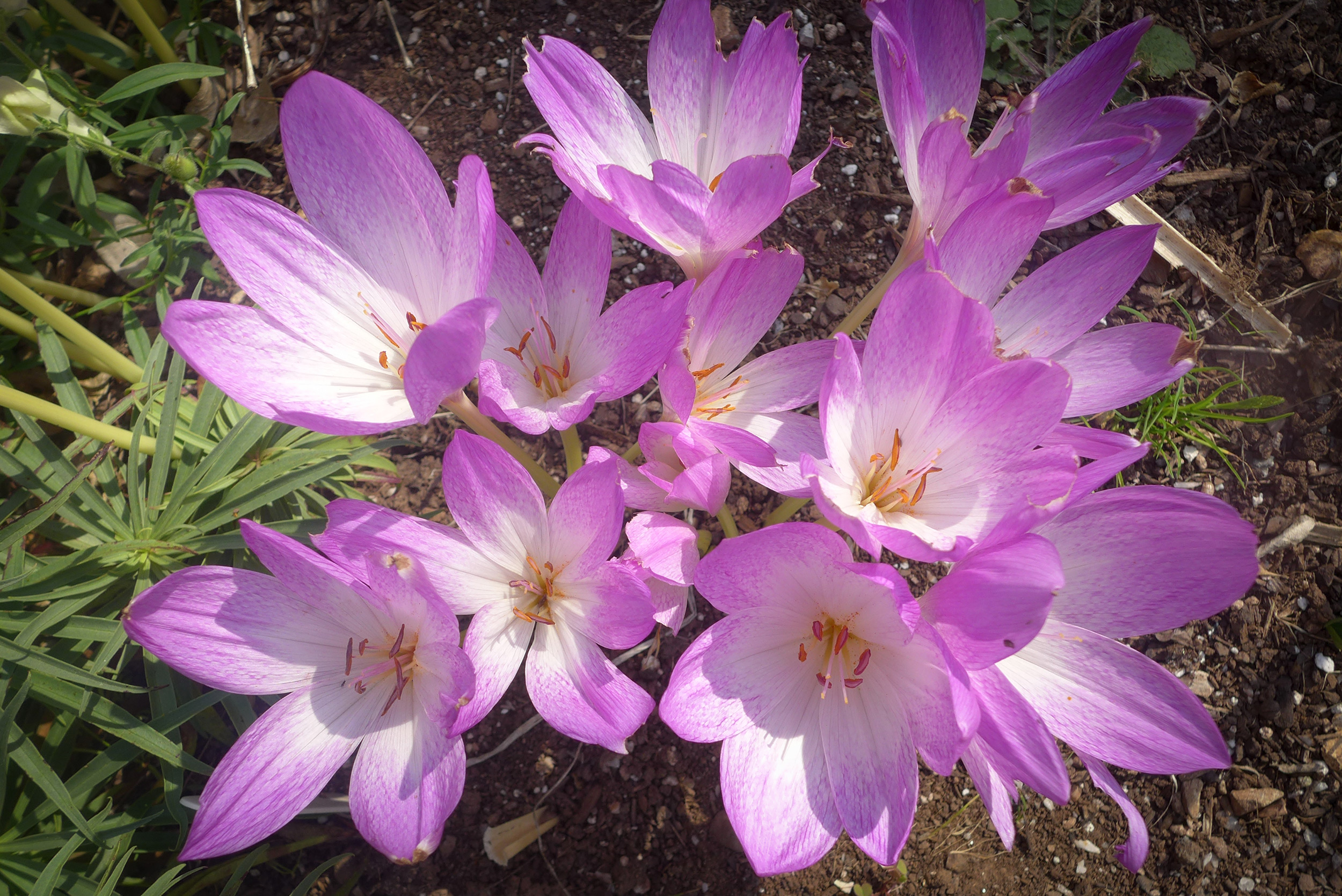  Colchicum 