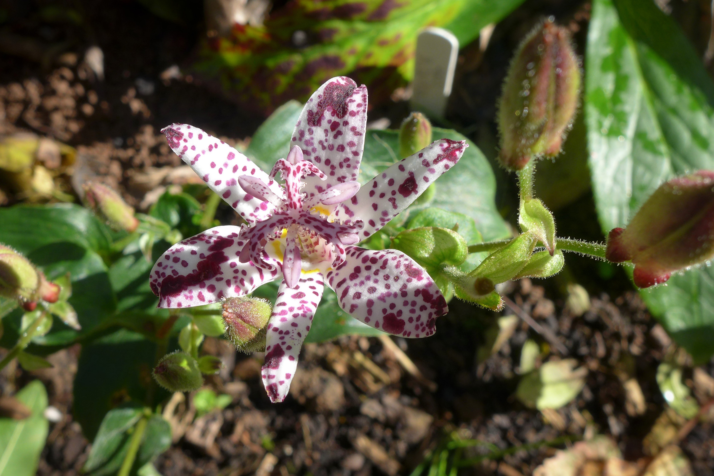  Toad lily - Tricyrtis hirta variety 