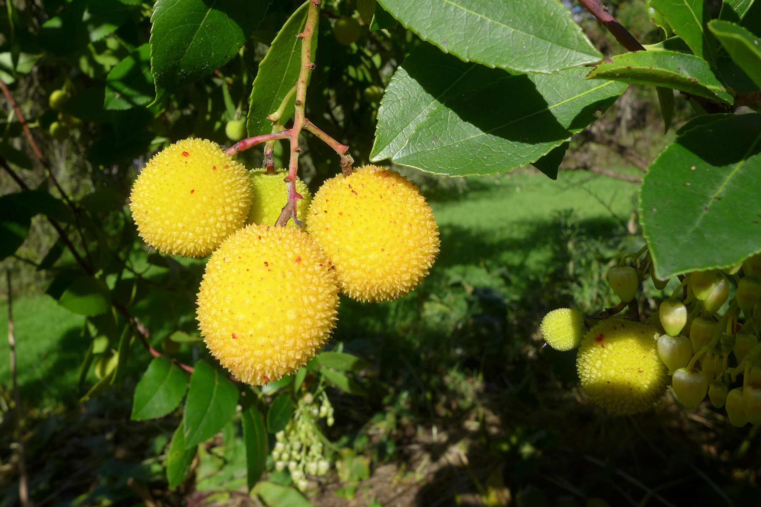  Strawberry tree - arbutus unedo 