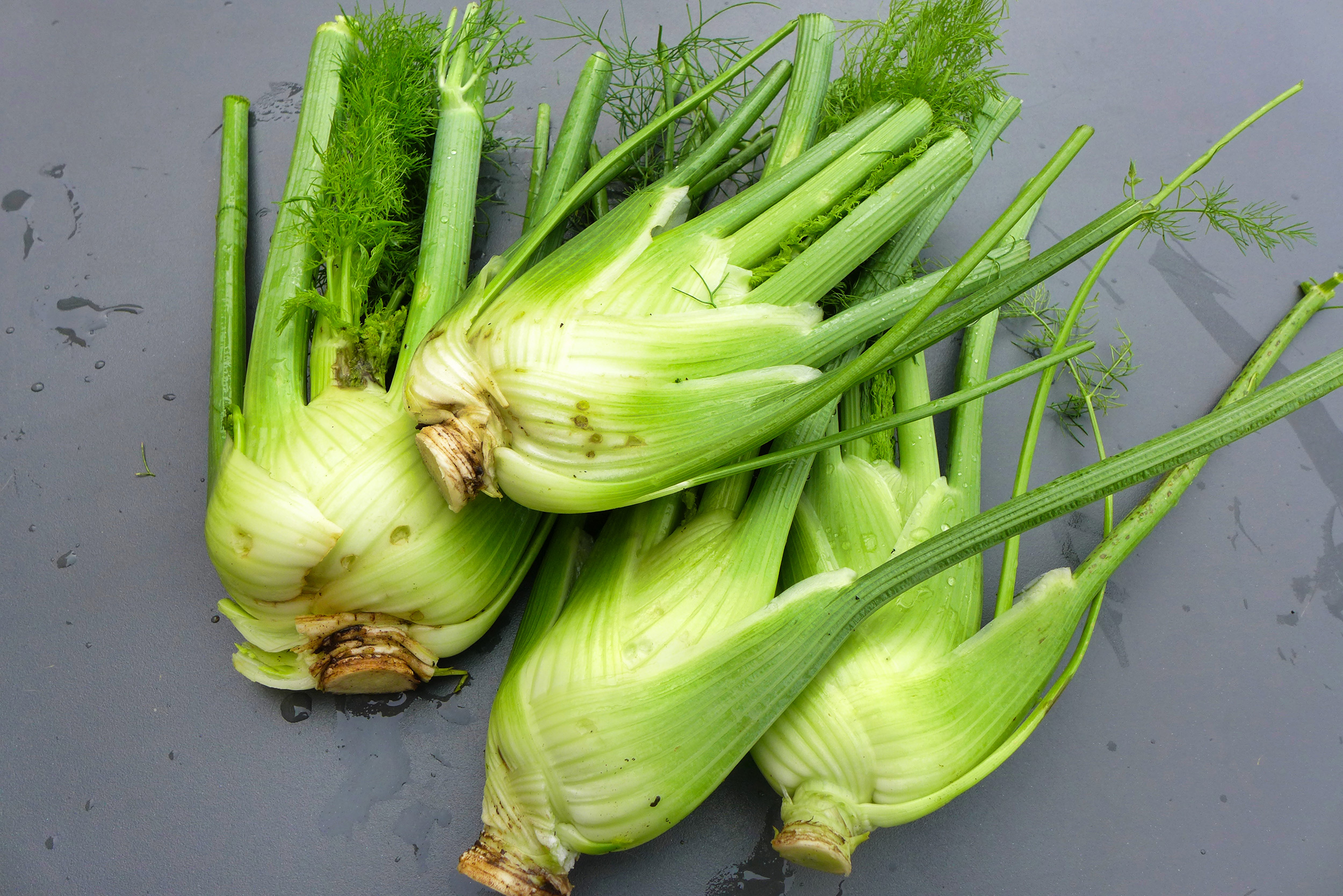  Fennel 