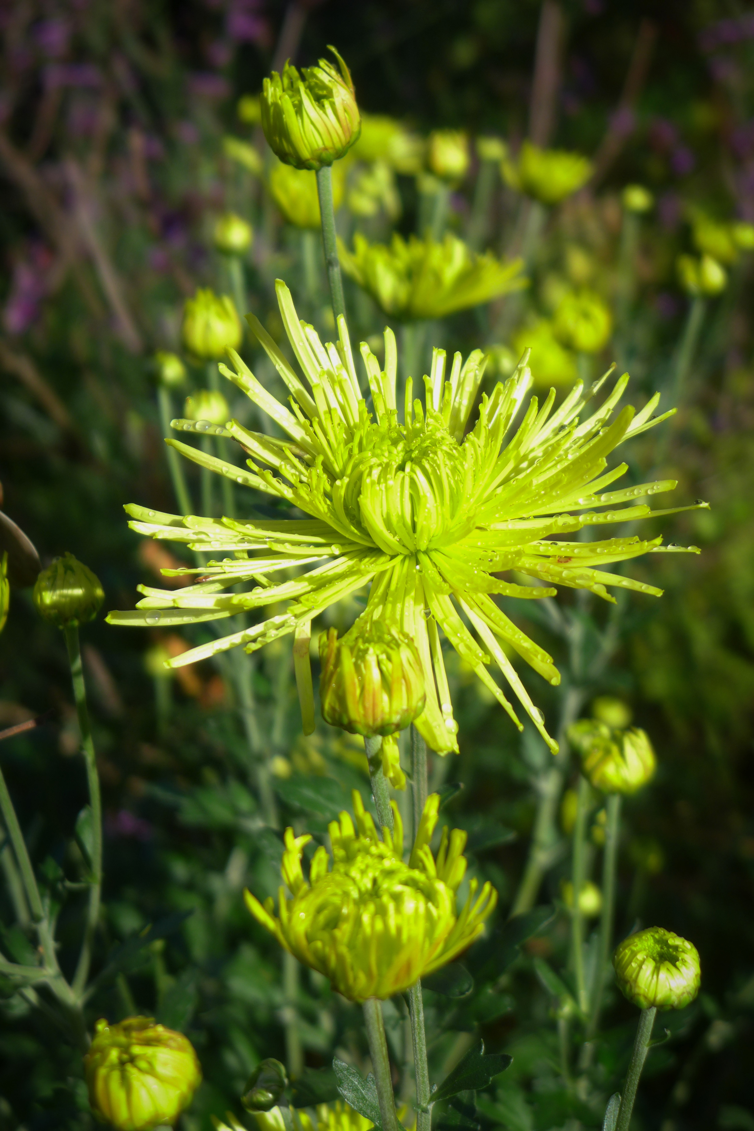  Chrysanthemum 'Tula Green' 
