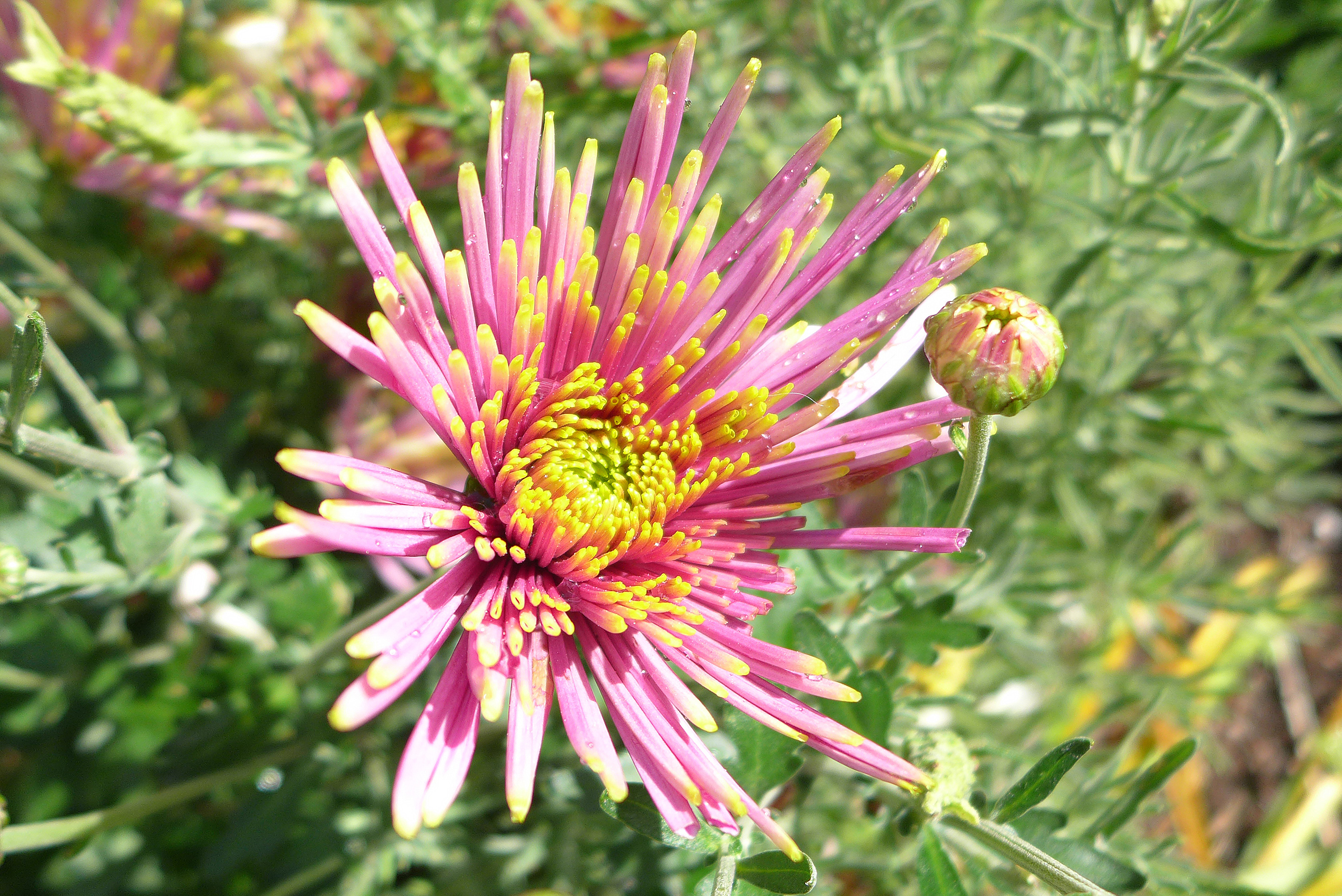  Chrysanthemem 'Tula Improved' 