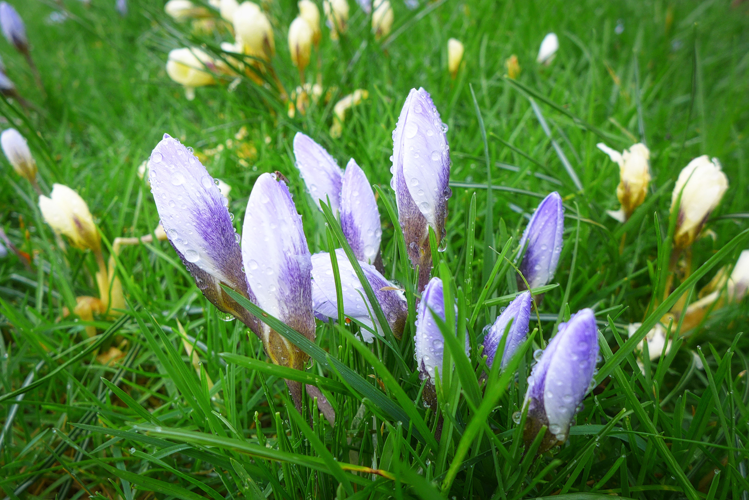  Crocus chrysanthus Blue Pearl  