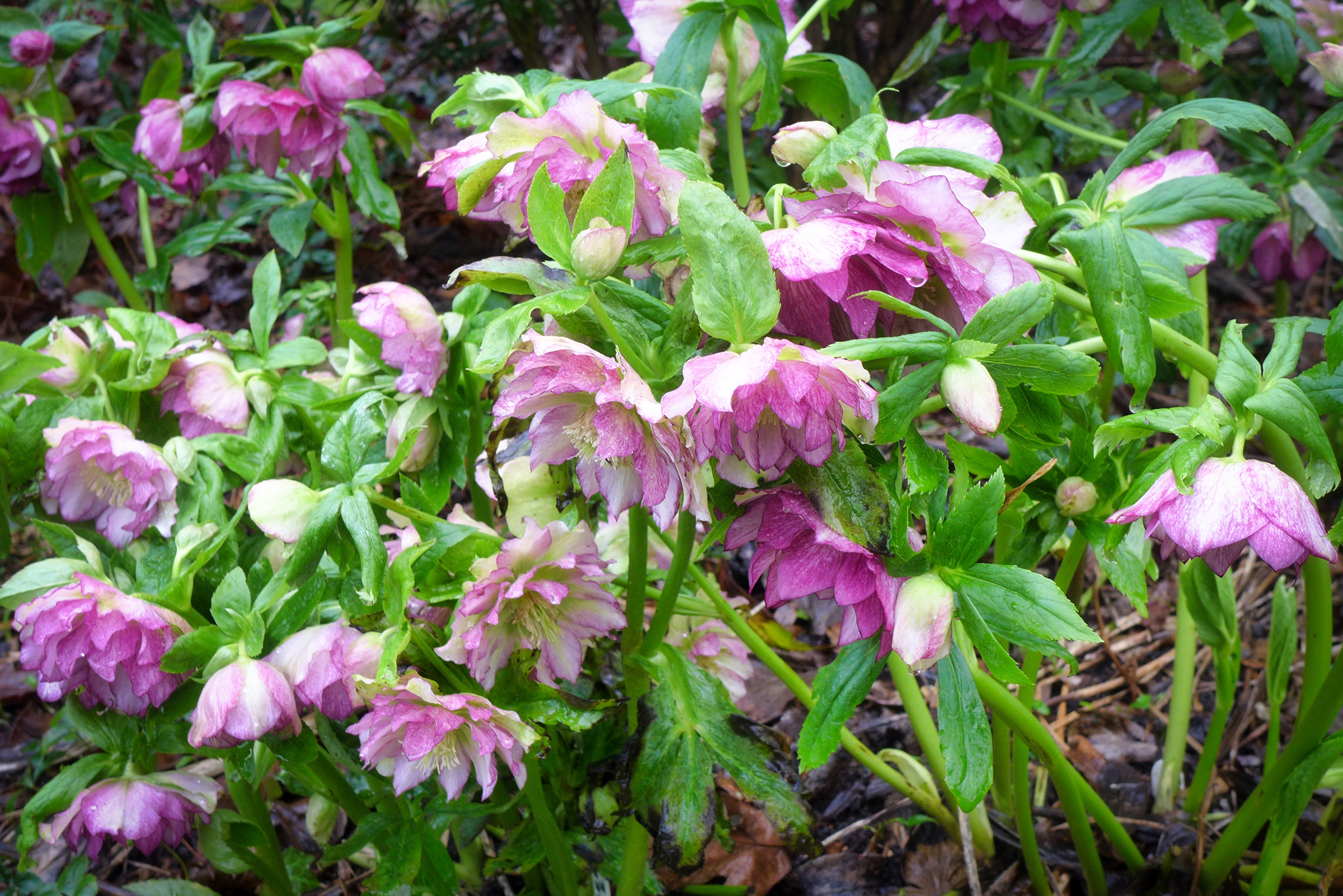  Helleborus Double Ellen Pink 