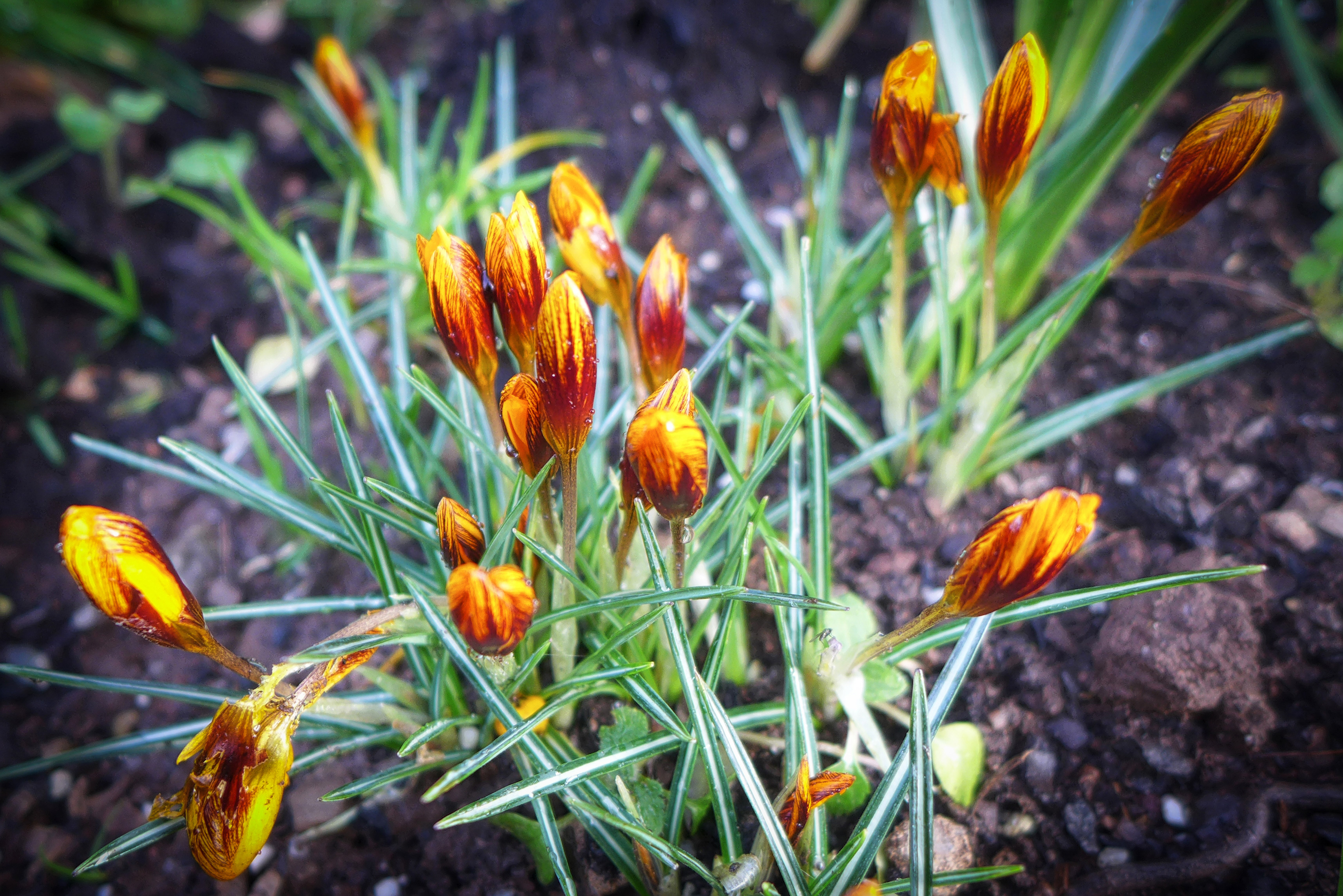  Crocus 'Orange Monarch' 