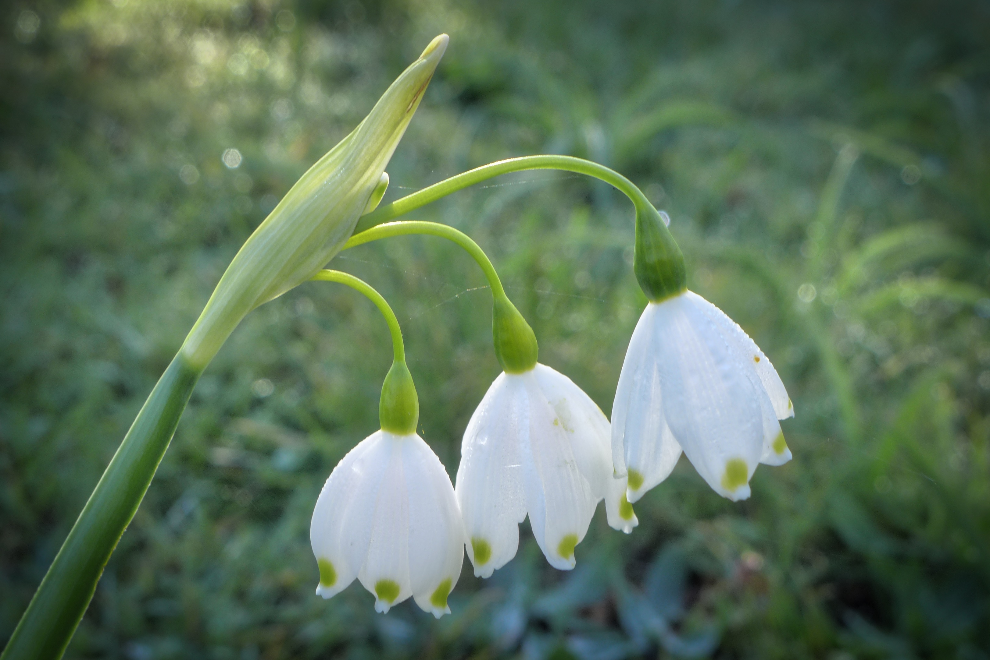  Snowflakes (Leucojum aestivum) 