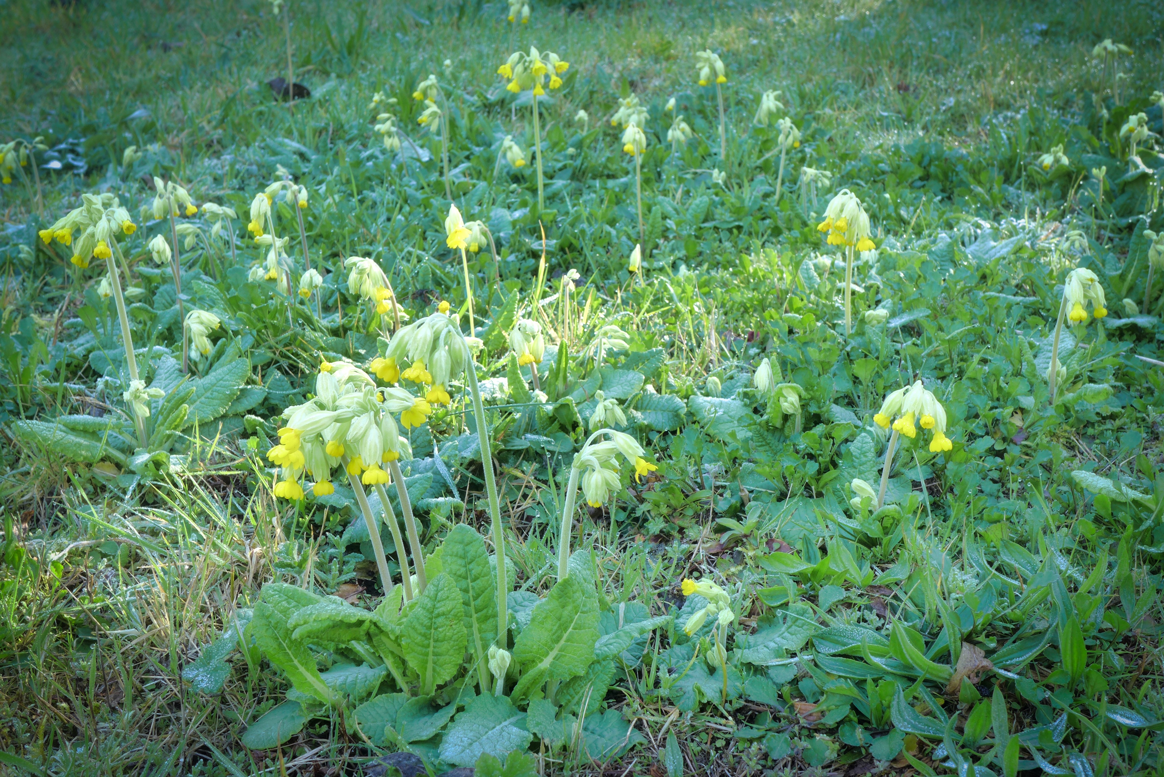  Cowslips (Primula veris) 