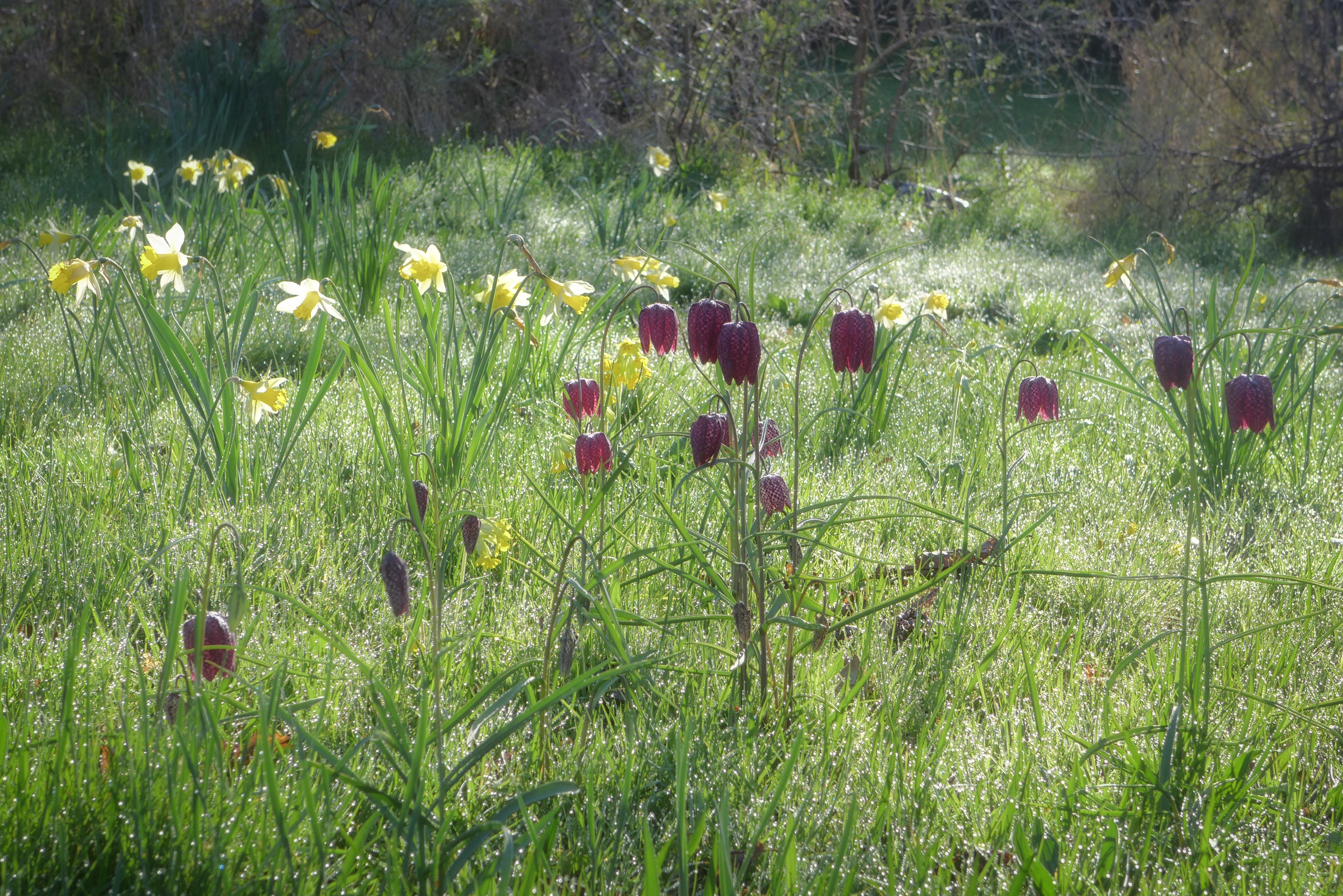  Fritillaries (Fritillaria meleagris) and wild daffodils (Narcissus pseudonarcissus) 