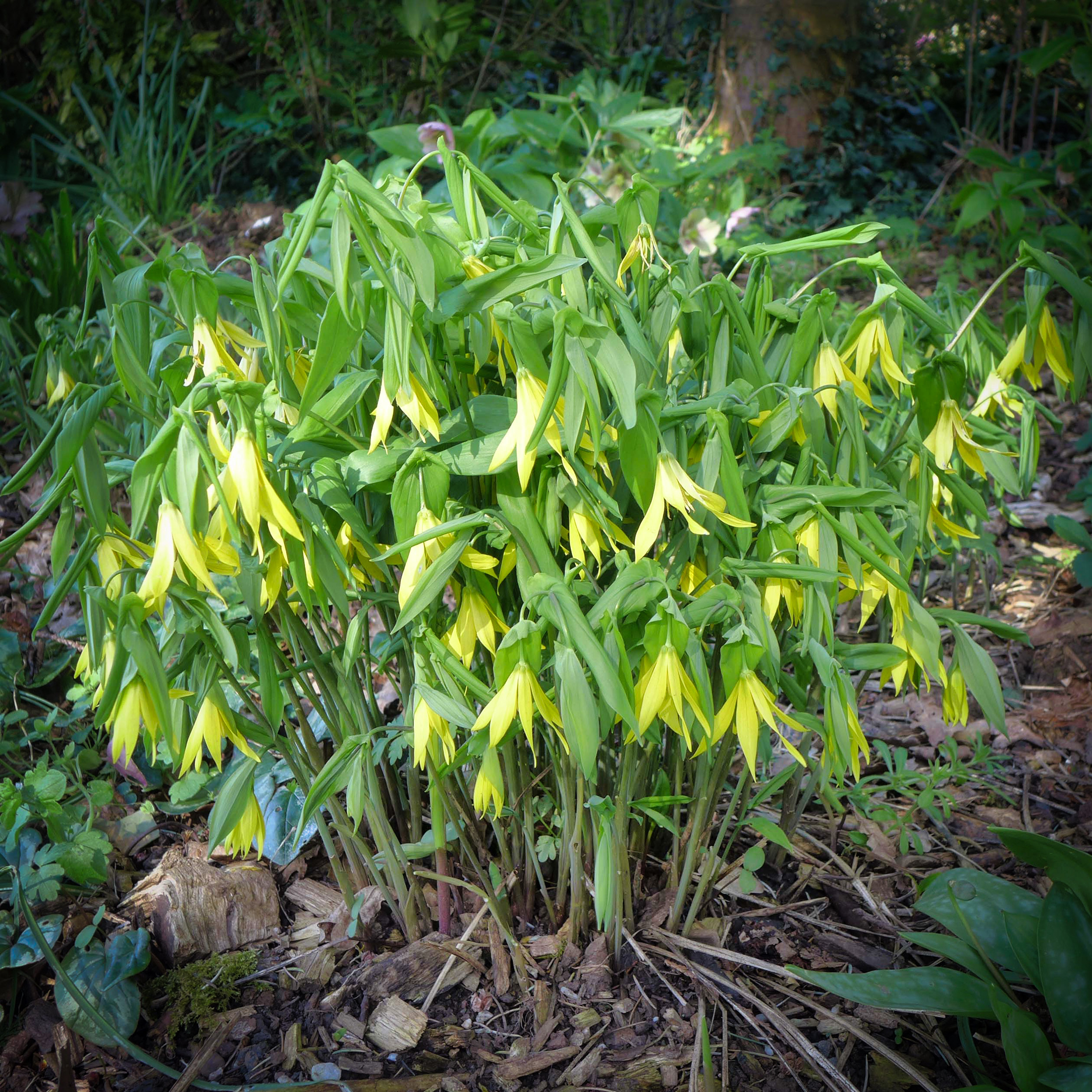  Merrybells (Uvularia grandiflora) 