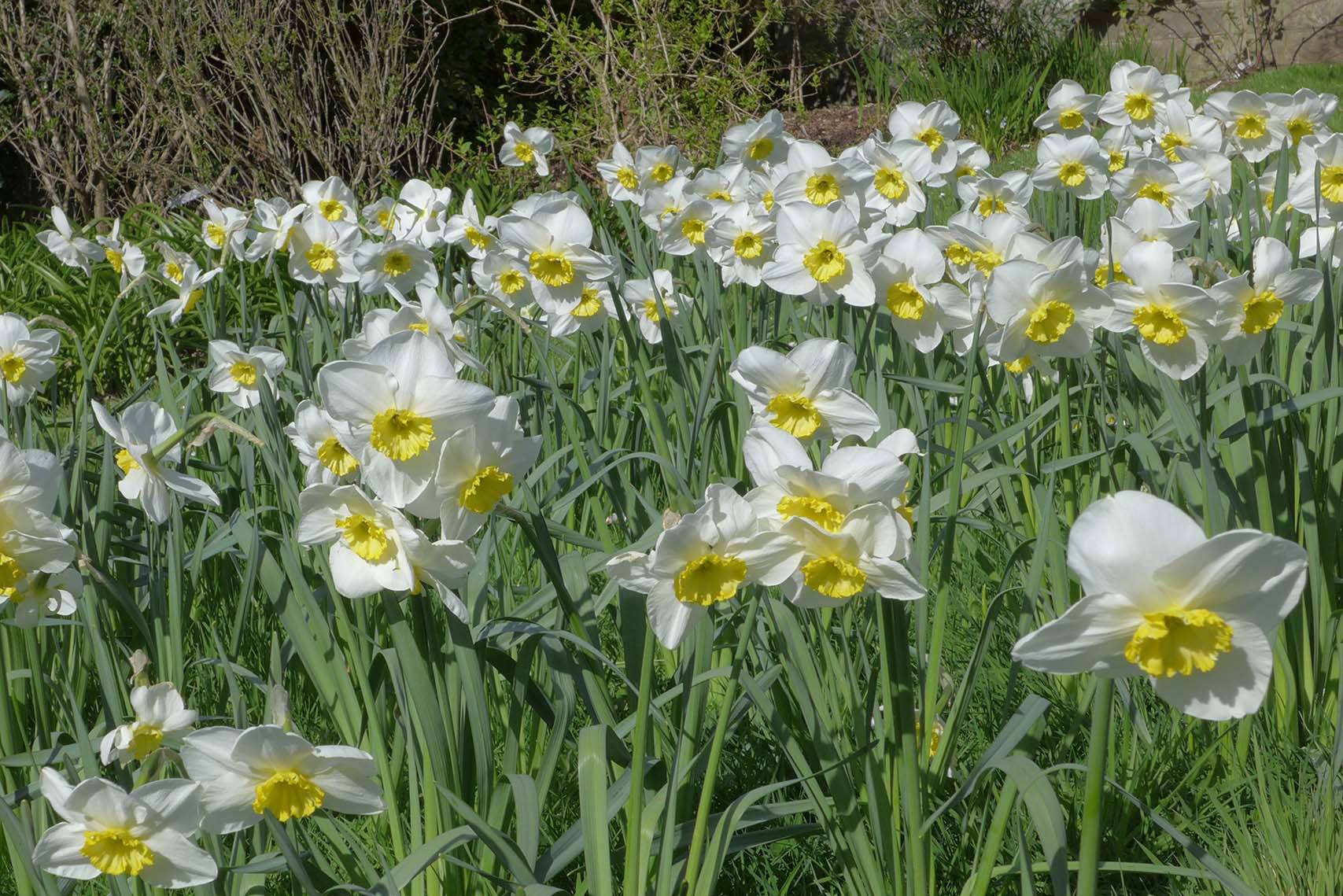  Narcissus Loth Lorien 