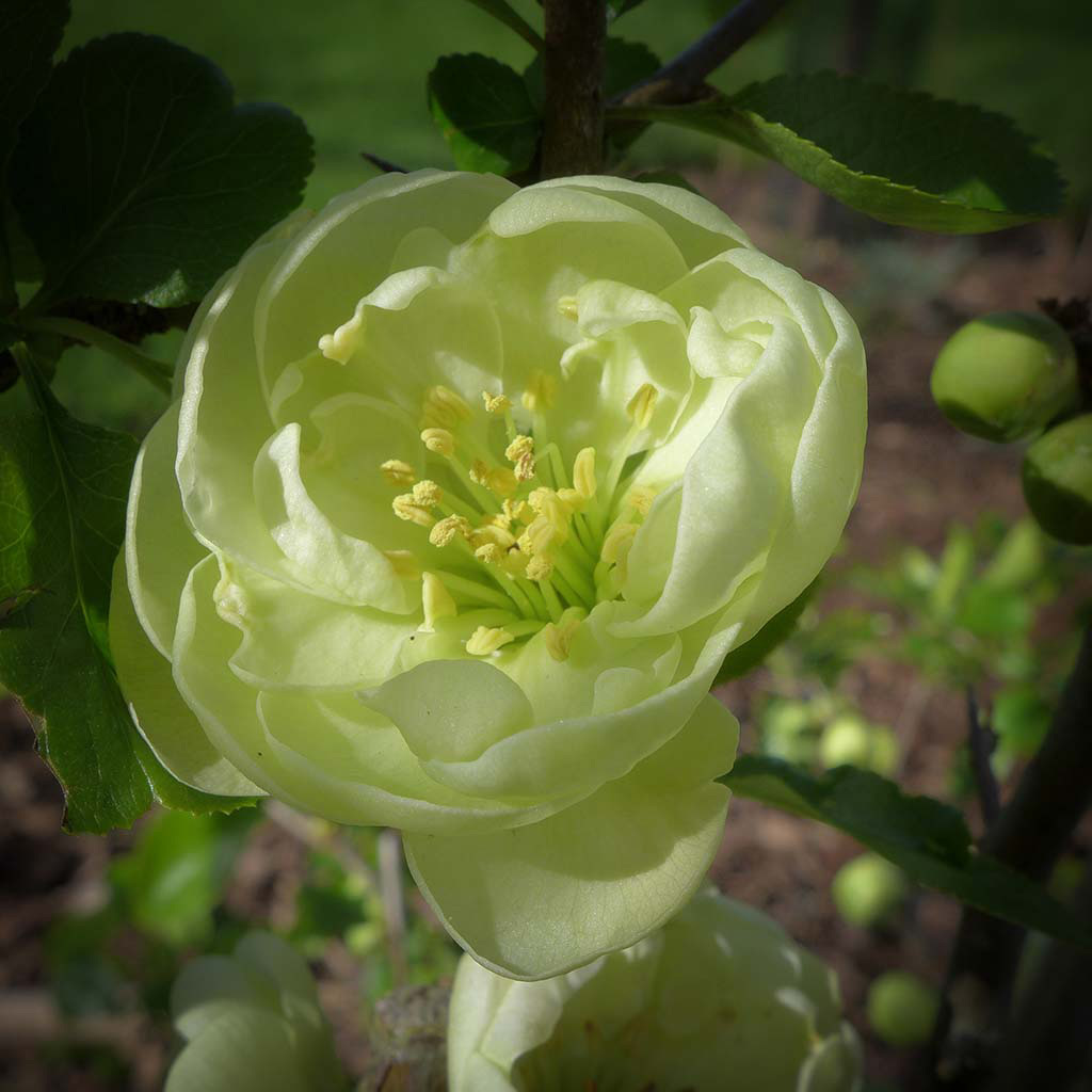  Japanese quince (Chaenomeles speciosa 'Kinshinden') 