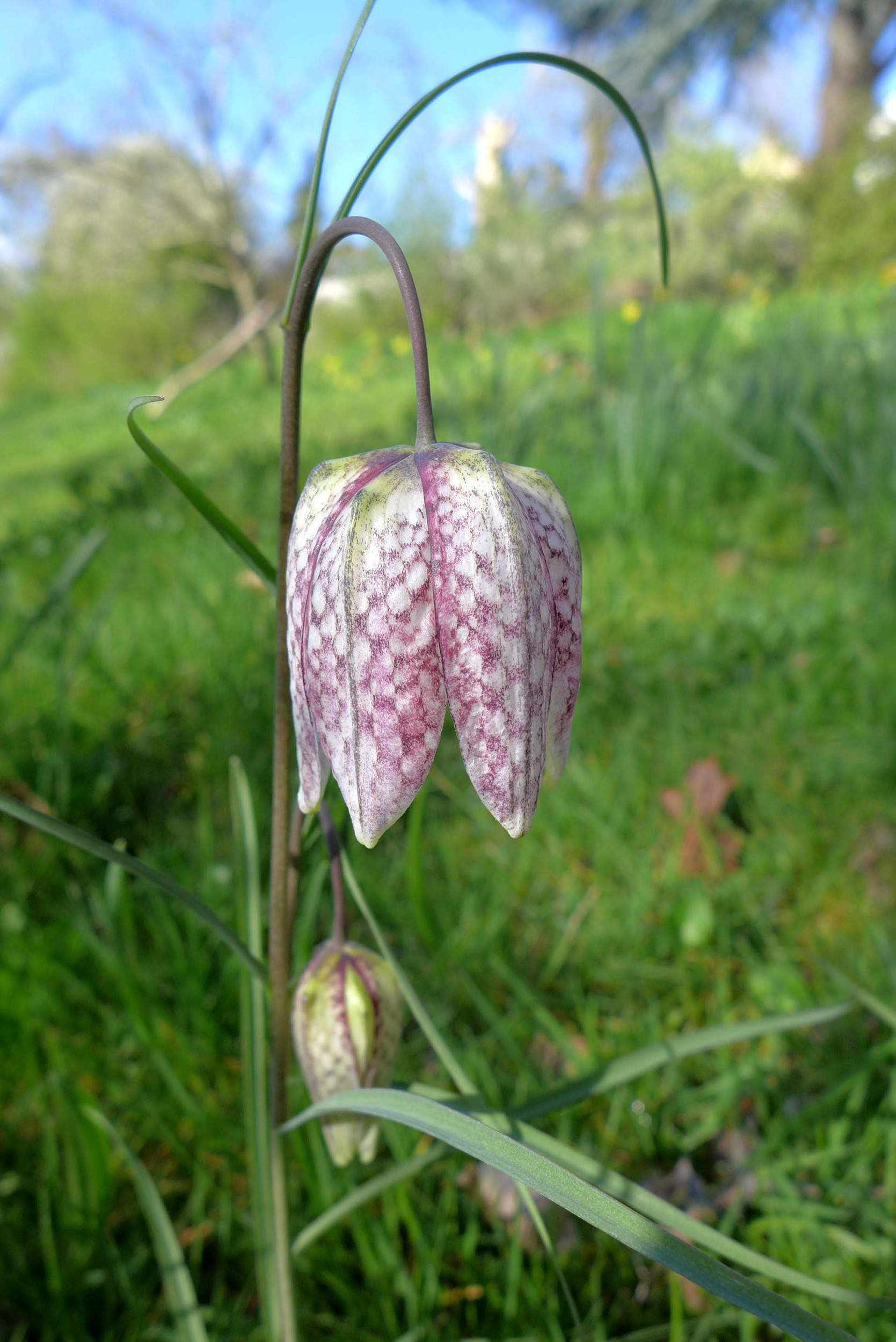  Fritillary (Fritillaria meleagris) 