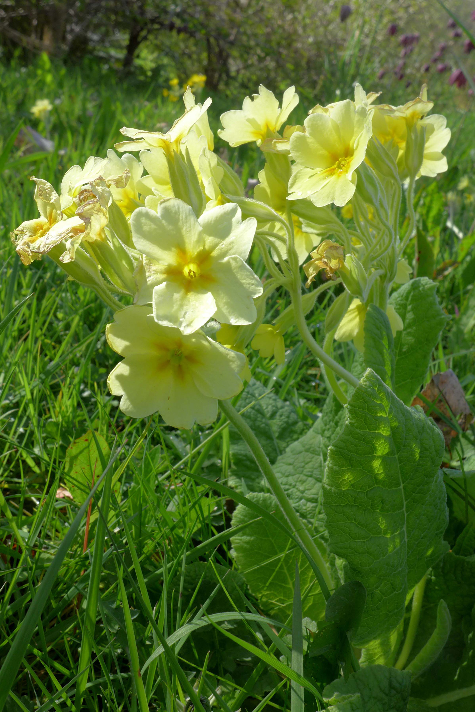  False oxlip - a primrose and cowslip cross 