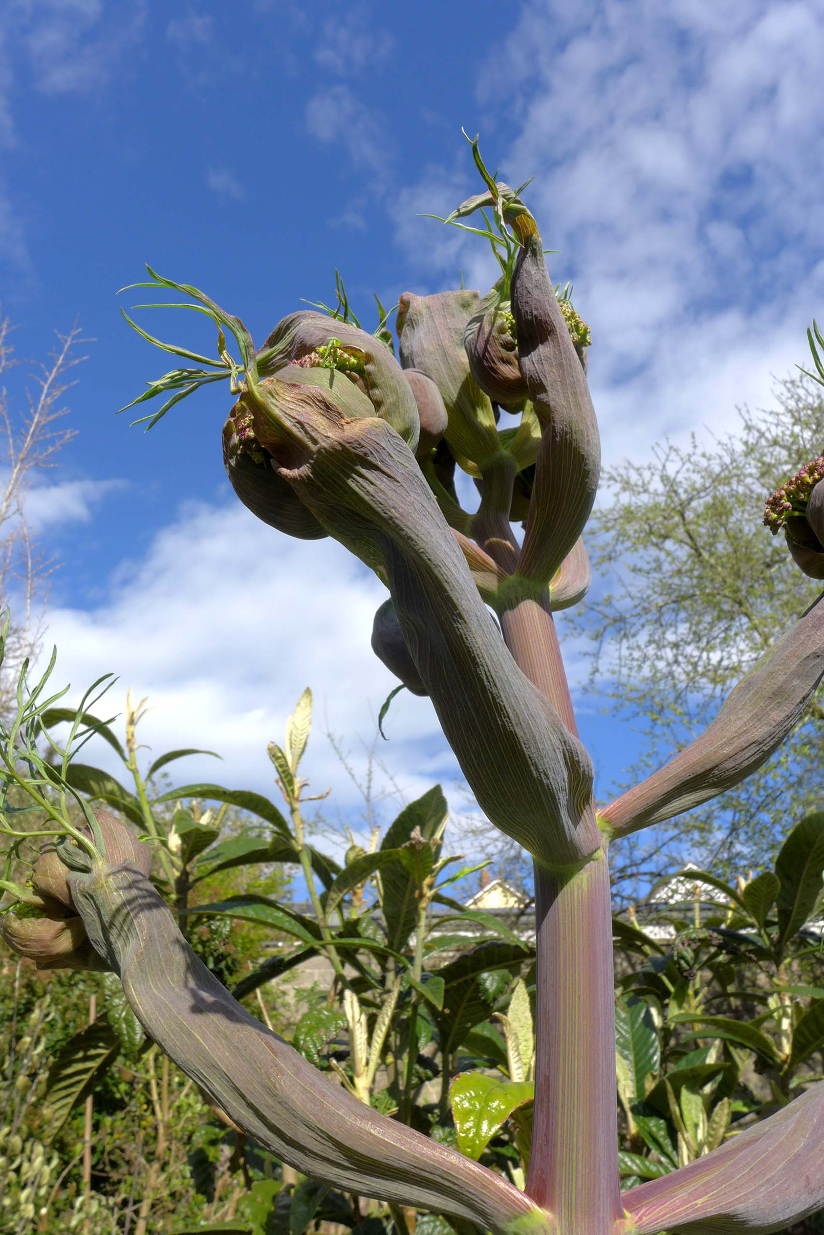  Giant fennel in bud (Ferula communis) 