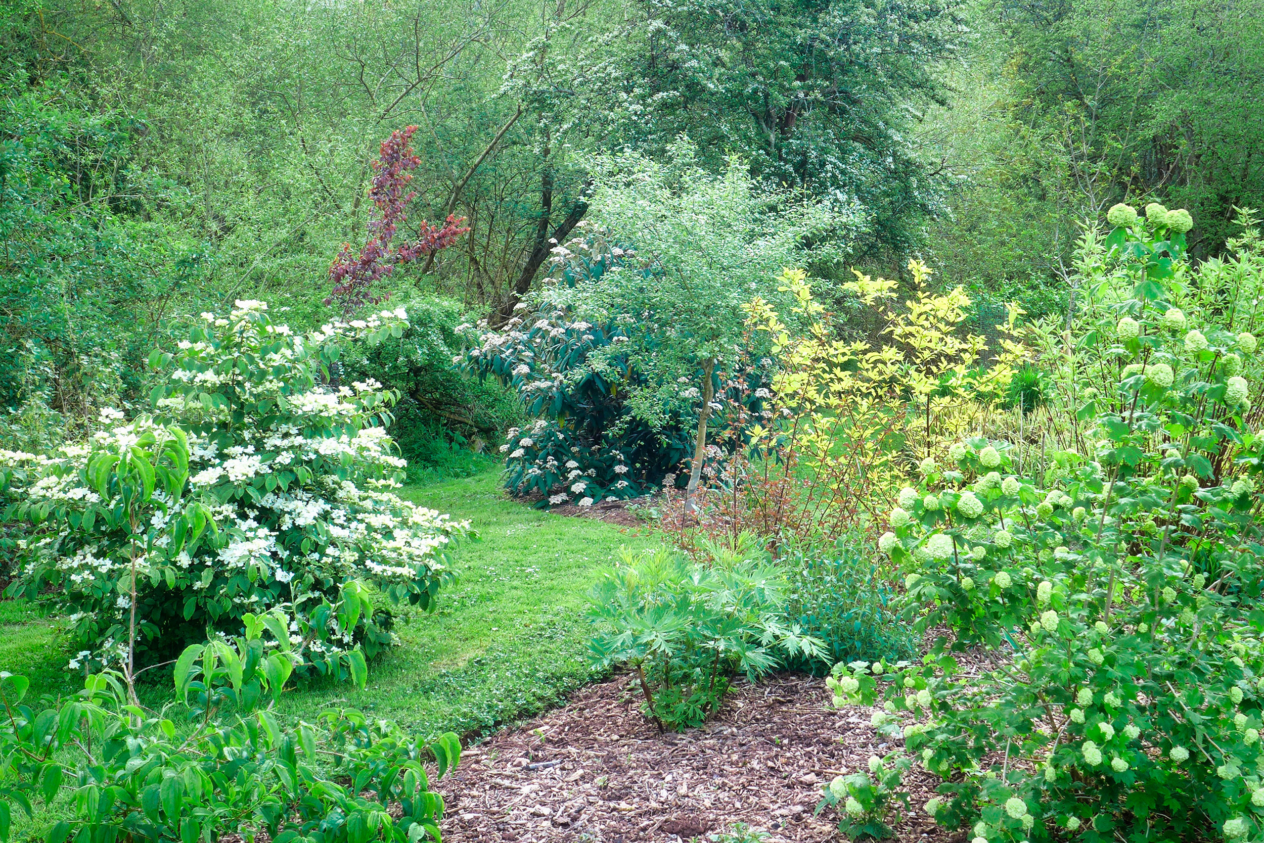  Three viburnums in flower 
