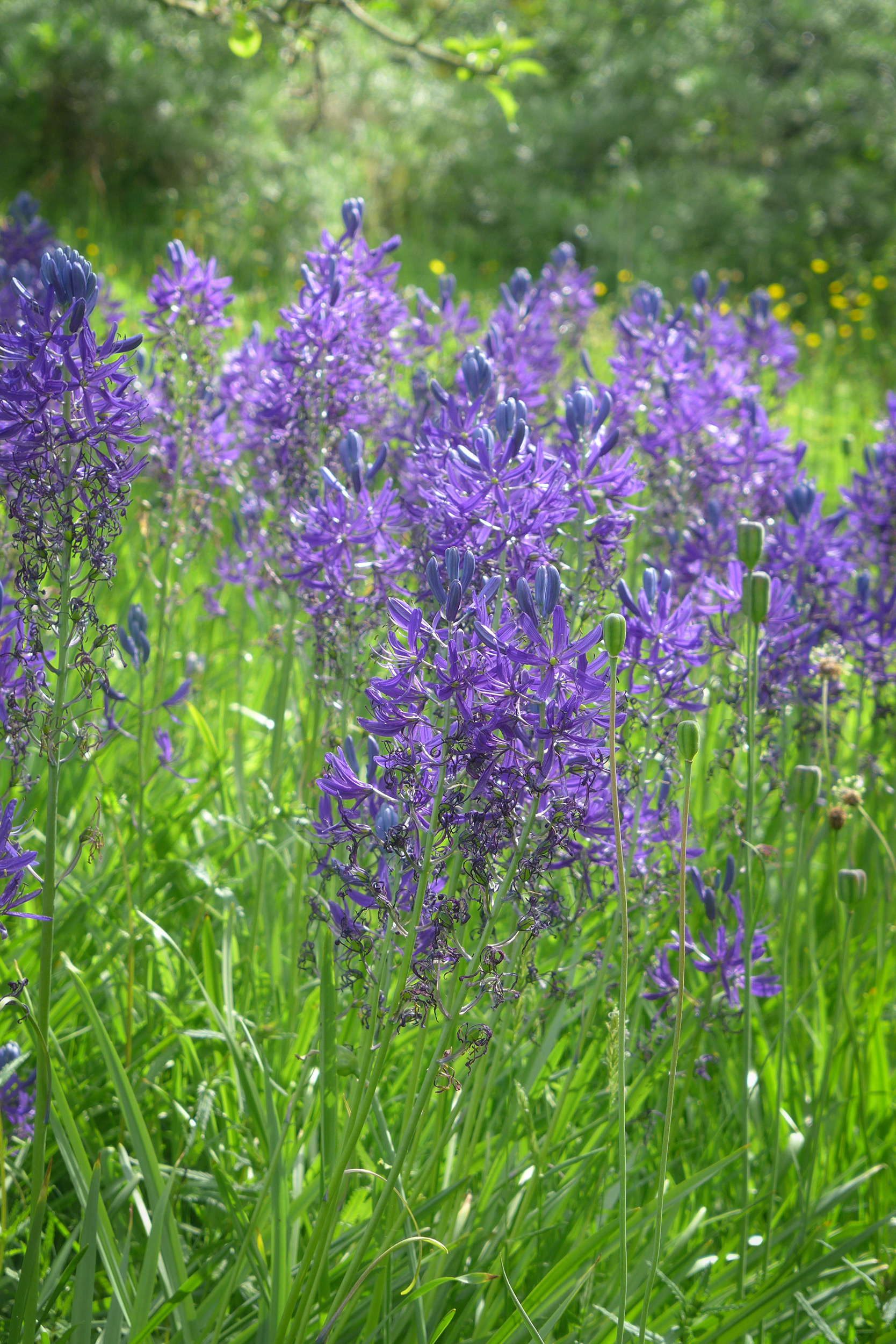  Camassia in the meadow 