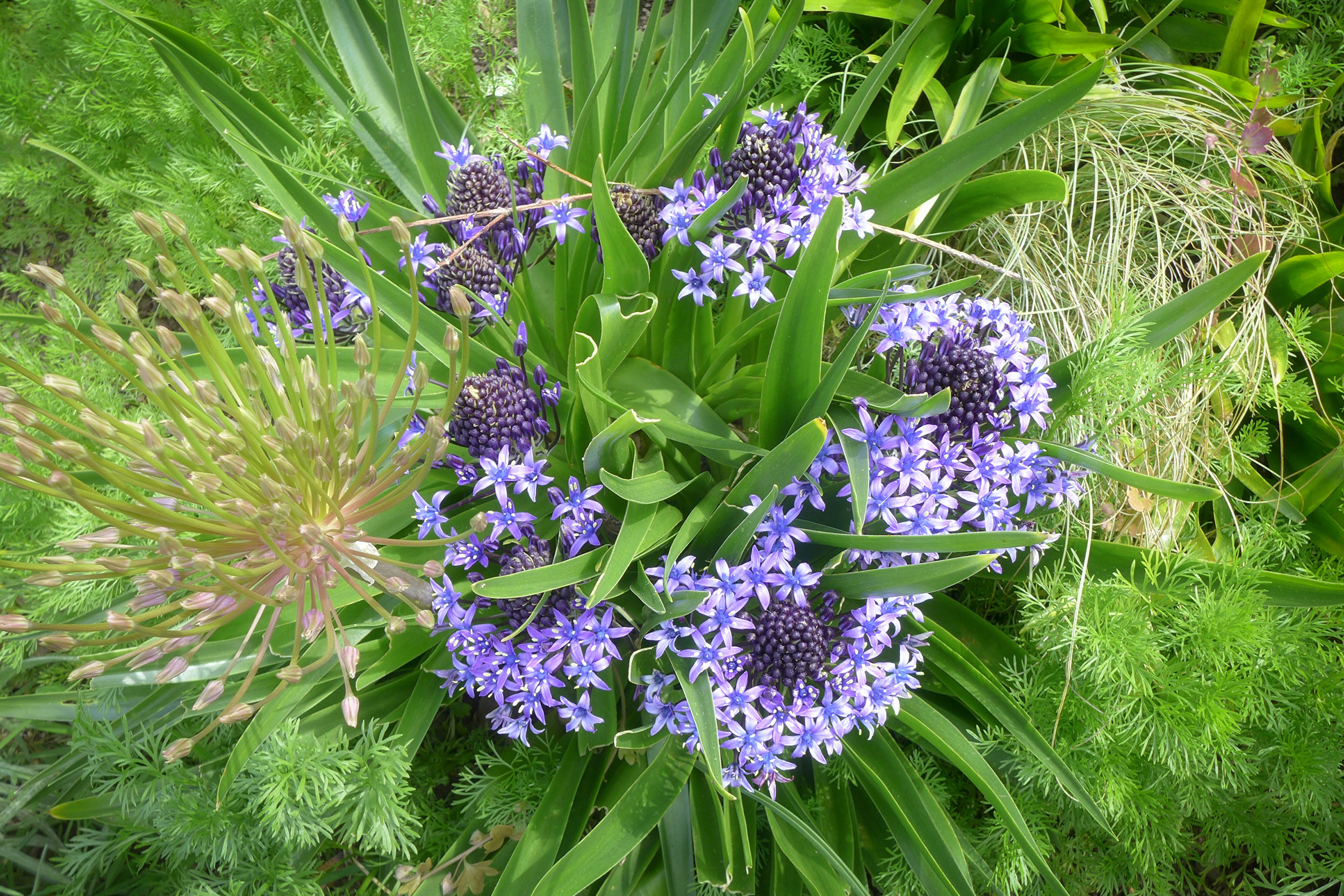  Scilla peruviana 