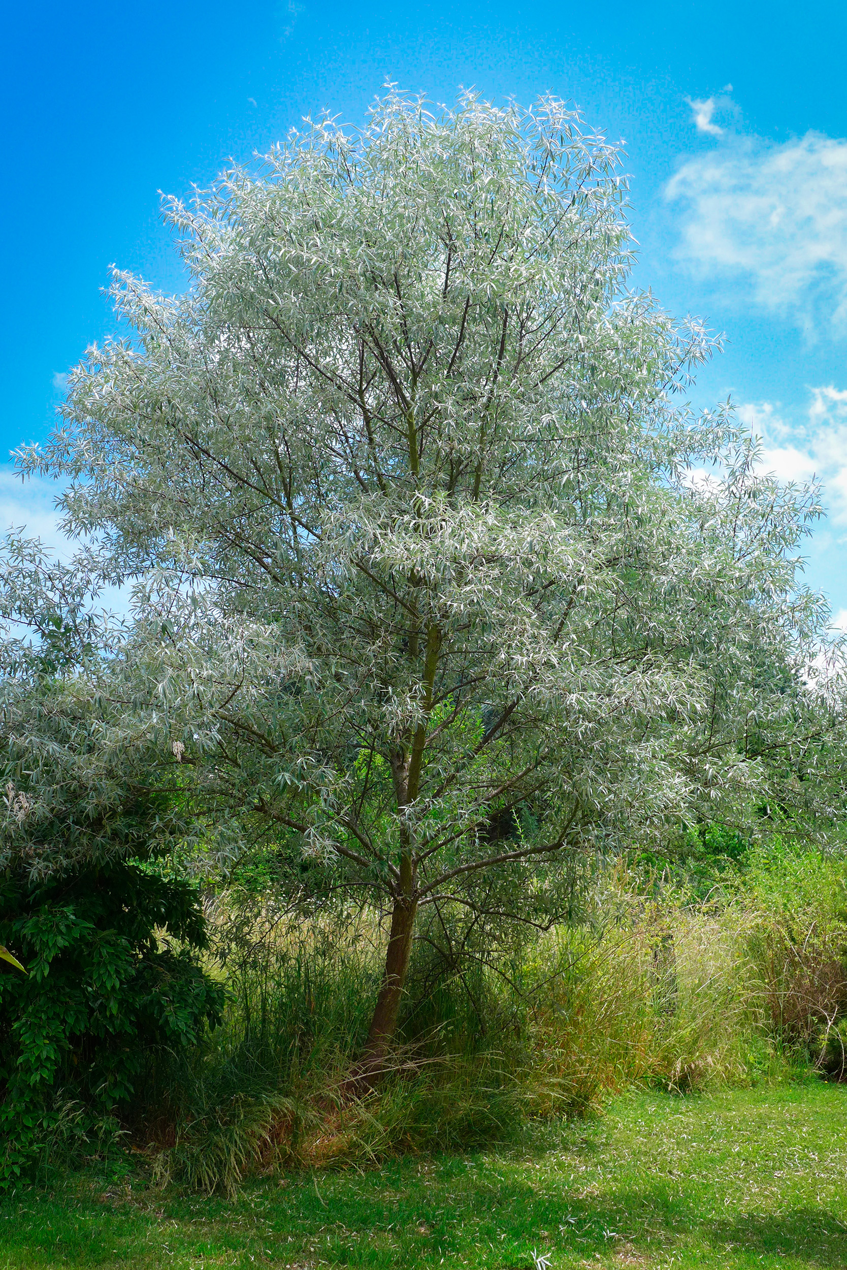  Russian Olive (Eleagnus angustifolia) 