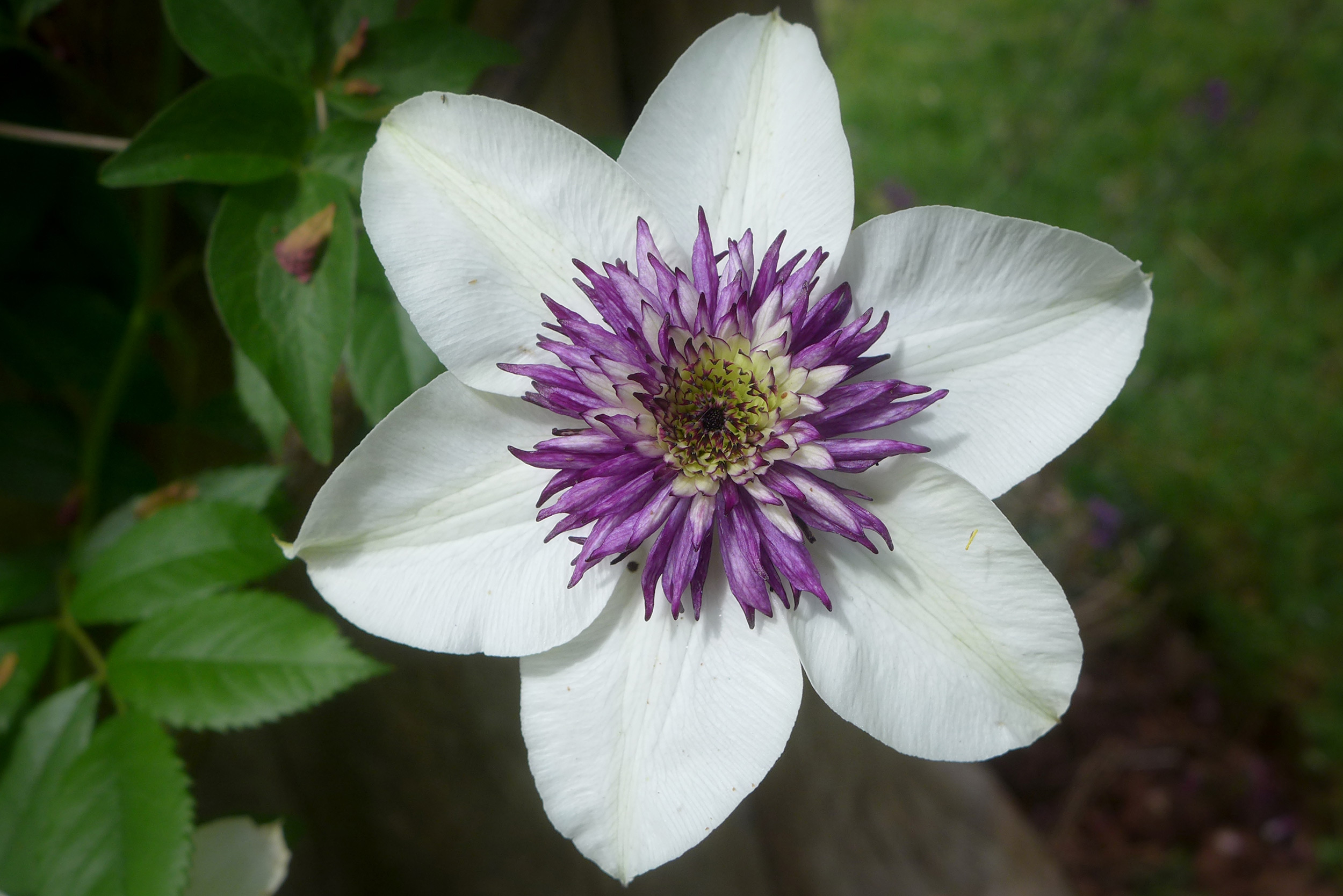   Clematis florida sieboldii 
