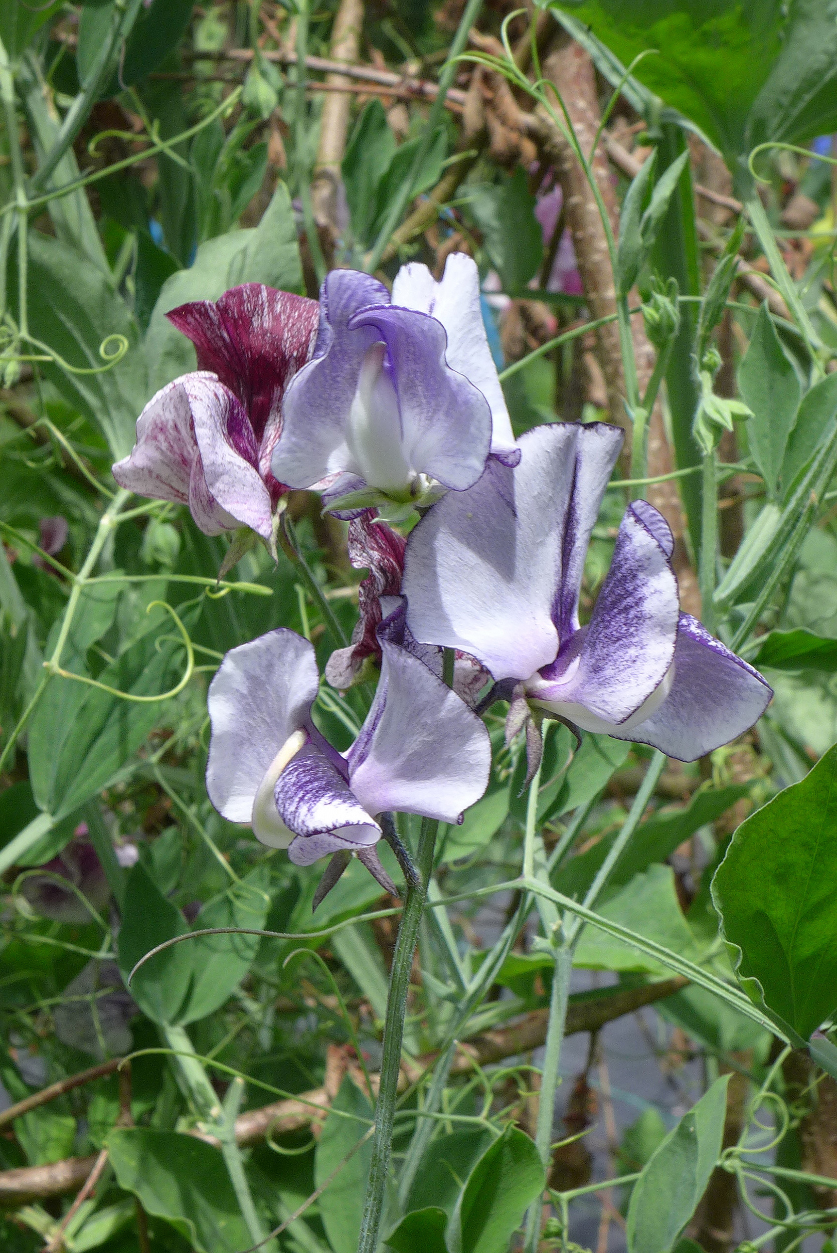  Sweet peas 