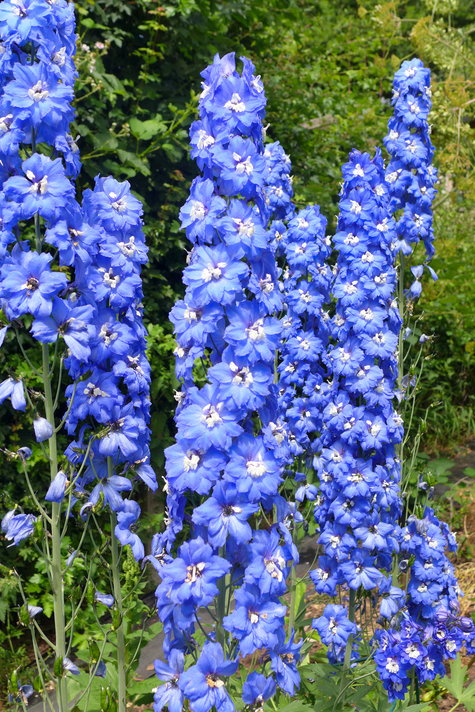  Delphinium 'Blue Nile' 