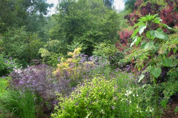  Burgeoning growth after the rain 
