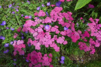  Achillea Cerise Queen (Yarrow) 