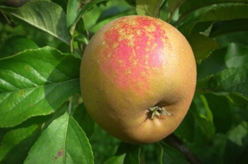  Russet apple almost ready to eat 