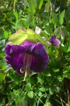  Cobea scandens 