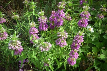  Monarda lambada 