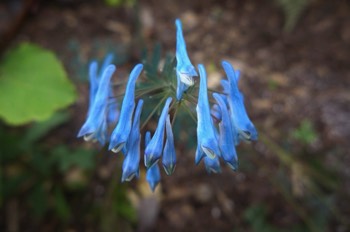  Corydalis flexuosa 'Porcelain Blue' 