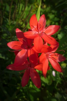  Schizostylis coccinea 