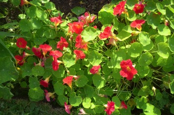  Nastutrium 'Tip-top Rose' 
