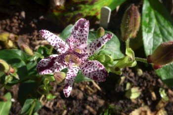  Toad lily - Tricyrtis hirta variety 