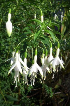  Fuchsia 'Hawkshead' 