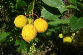  Strawberry tree - arbutus unedo 