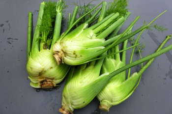  Fennel 