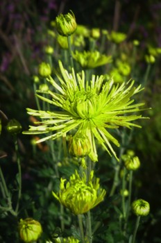  Chrysanthemum 'Tula Green' 