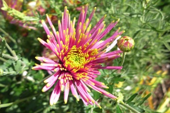  Chrysanthemem 'Tula Improved' 