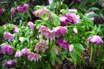  Helleborus Double Ellen Pink 