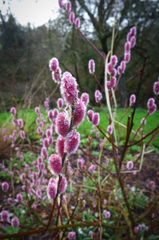  Salix gracilistyla 'Mount Aso'  