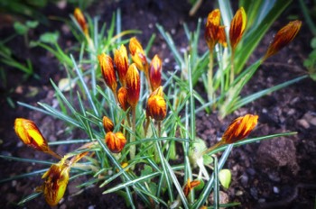  Crocus 'Orange Monarch' 